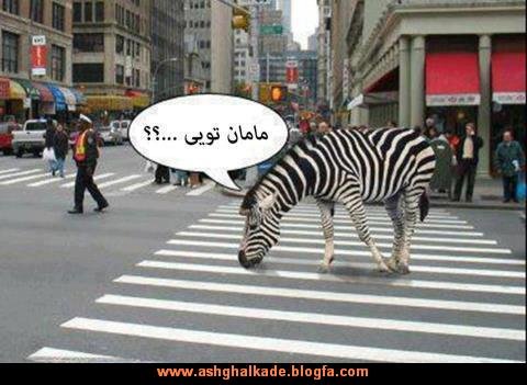  عکس حیوانات بامزه و خنده دار