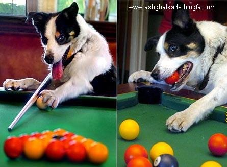  عکس حیوانات بامزه و خنده دار