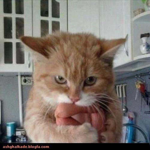  عکس حیوانات بامزه و خنده دار