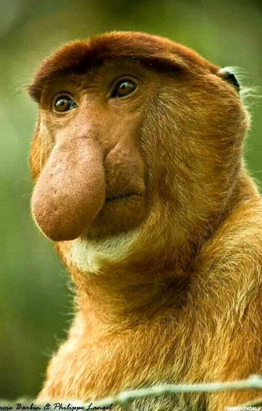  عکس حیوانات بامزه و خنده دار