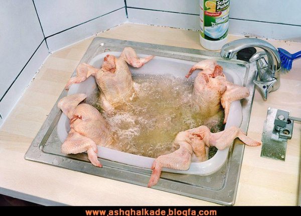  عکس حیوانات بامزه و خنده دار