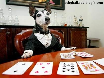  عکس حیوانات بامزه و خنده دار