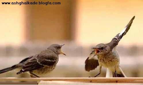  عکس حیوانات بامزه و خنده دار