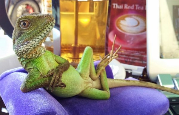  عکس حیوانات بامزه و خنده دار