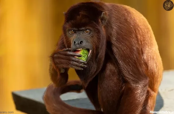  عکس حیوانات بامزه و خنده دار