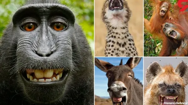  عکس حیوانات بامزه و خنده دار