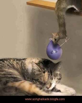  عکس حیوانات بامزه و خنده دار