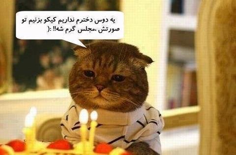  عکس حیوانات بامزه و خنده دار