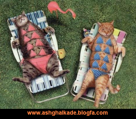  عکس حیوانات بامزه و خنده دار