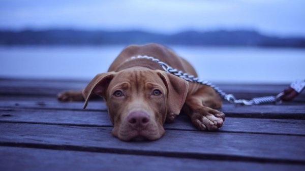  والپيپر حيوانات