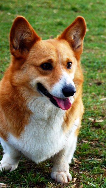  والپيپر حيوانات