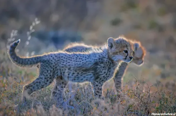  پس زمینه حیوانات فانتزی