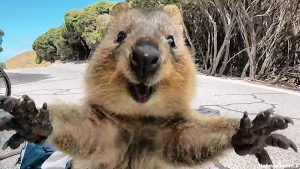  پس زمینه حیوانات فانتزی