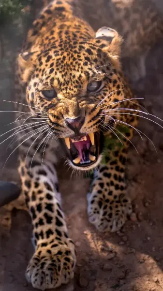  بک گراند پلنگی فانتزی