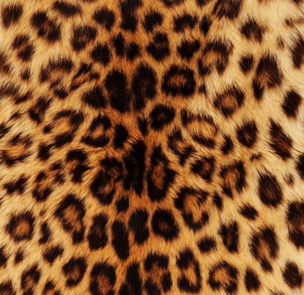 تصویر زمینه پلنگی خفن