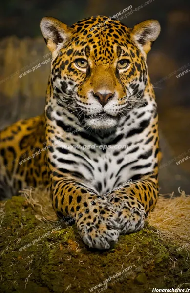  عکس پلنگ خفن برای پروفایل