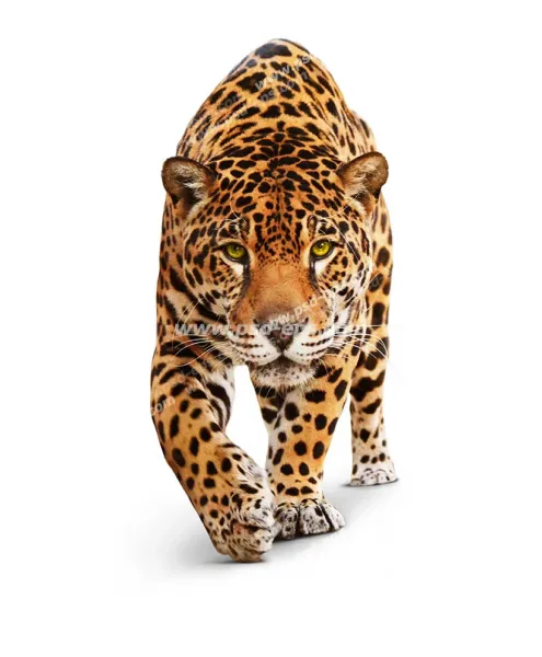  عکس پلنگ خفن برای پروفایل