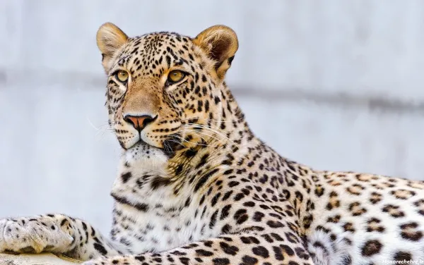  عکس پلنگ زیبا