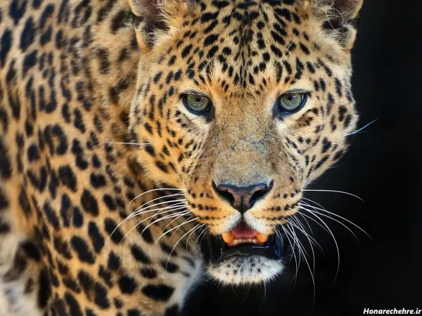  عکس پلنگ زیبا