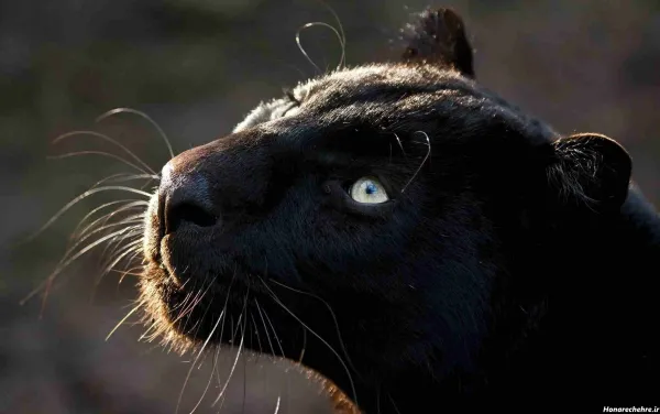  عکس پلنگ سیاه برای پروفایل