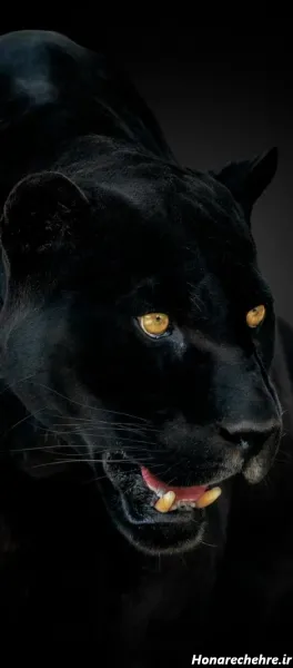  عکس پلنگ سیاه برای پروفایل