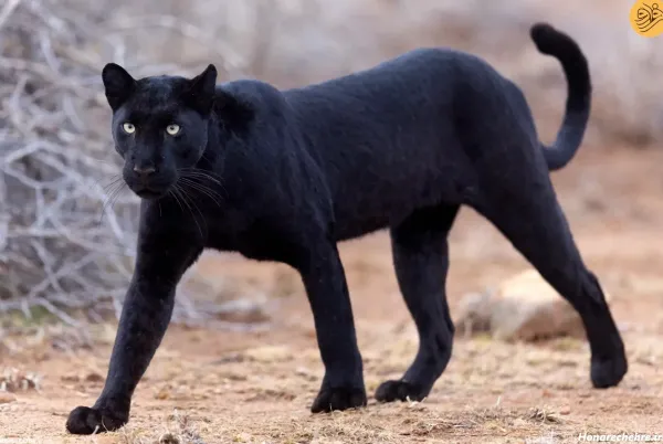  عکس پلنگ سیاه برای پروفایل