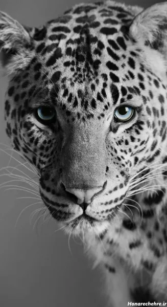  عکس پلنگ سیاه برای پروفایل