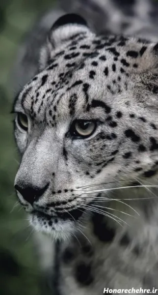  عکس پلنگ سیاه قهرمان برای پروفایل