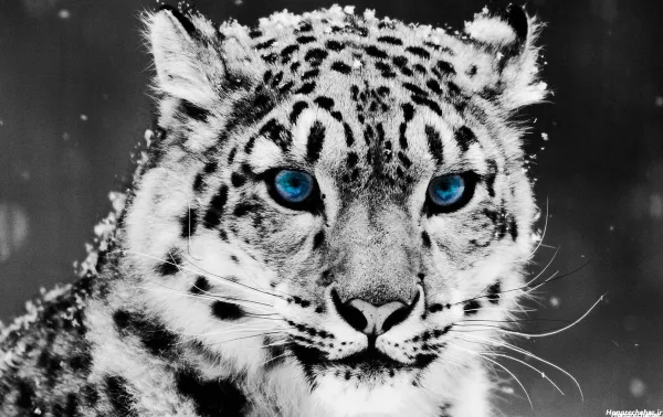  عکس پلنگ سیاه قهرمان برای پروفایل