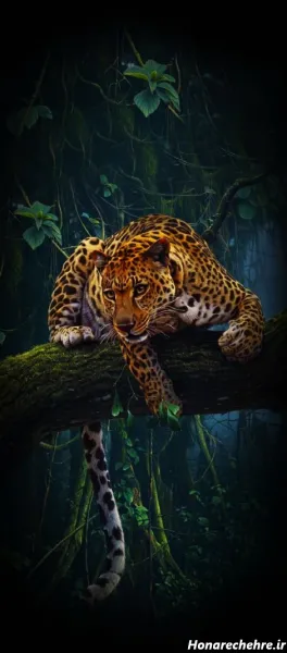  عکس پلنگ سیاه قهرمان برای پروفایل