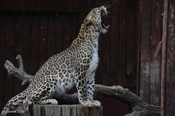 عکس پلنگ واقعی