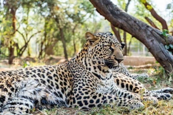  عکس پلنگ واقعی