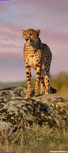  عکس پلنگ ترسناک