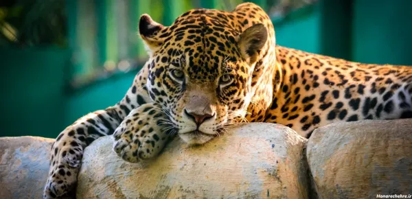  عکس پلنگ ترسناک