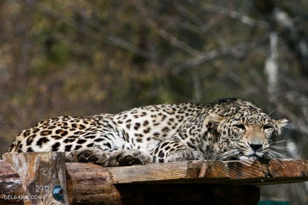  عکس پلنگ برای پروفایل