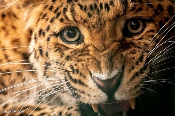  عکس پلنگ برای پروفایل