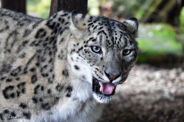  عکس پلنگ برای پروفایل