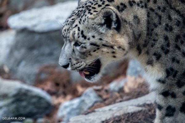  عکس پلنگ برای پروفایل