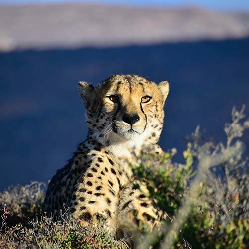  عکس یوزپلنگ