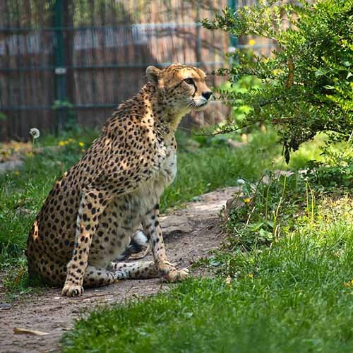  عکس یوزپلنگ