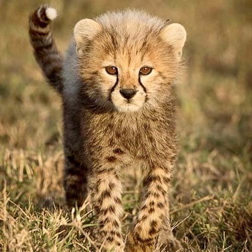  عکس یوزپلنگ