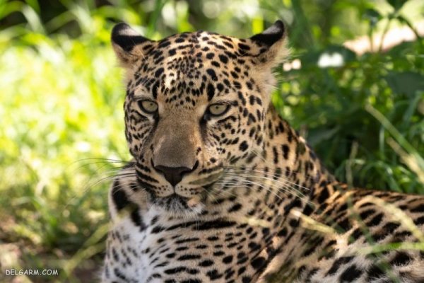  عکس پلنگ وحشی