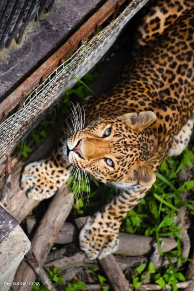  عکس پلنگ وحشی