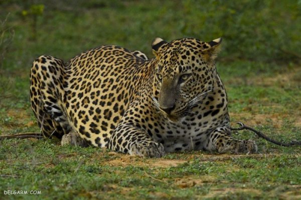  عکس پلنگ وحشی