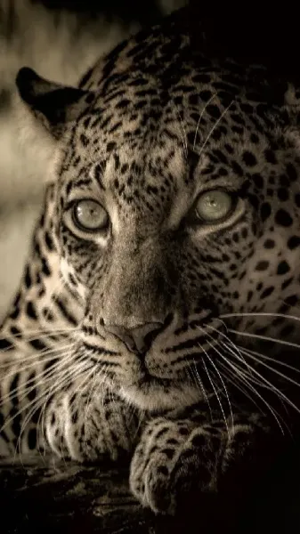  عکس پلنگ مازندران برای پروفایل