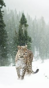  عکس پلنگ مازندران برای پروفایل