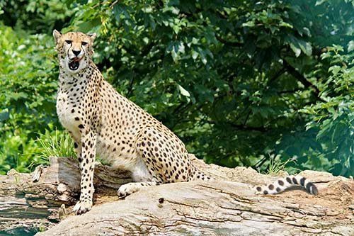  عکس یوزپلنگ برای پروفایل