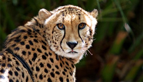  عکس یوزپلنگ برای پروفایل