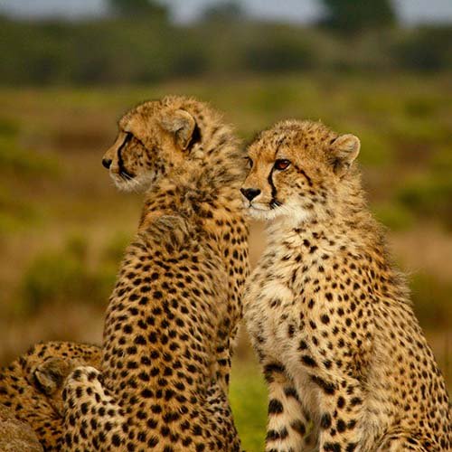  عکس یوزپلنگ برای پروفایل