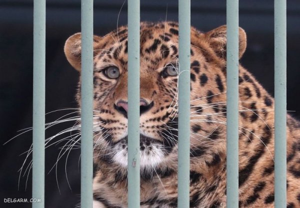 عکس پلنگ وحشی برای پروفایل